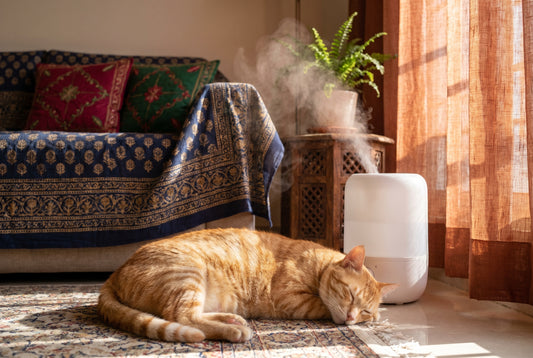 Cat sitting near cool mist humidifier in living room
