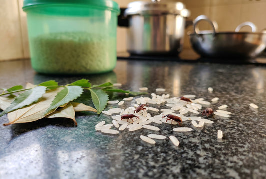 Rice weevils on stored rice grains with prevention remedies in Indian kitchen